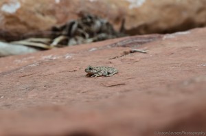 2012DSC_0052