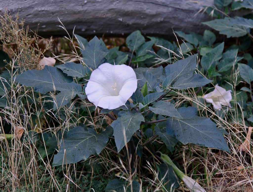 2012DSC_9604