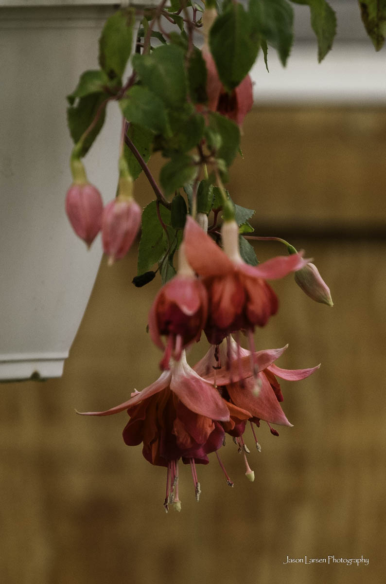 20260830-_DSC0984