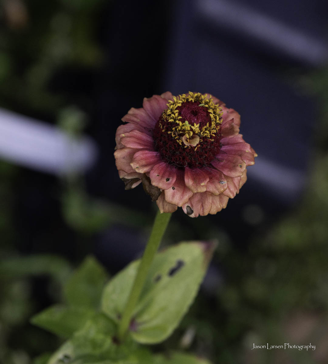 20260914-_DSC1376