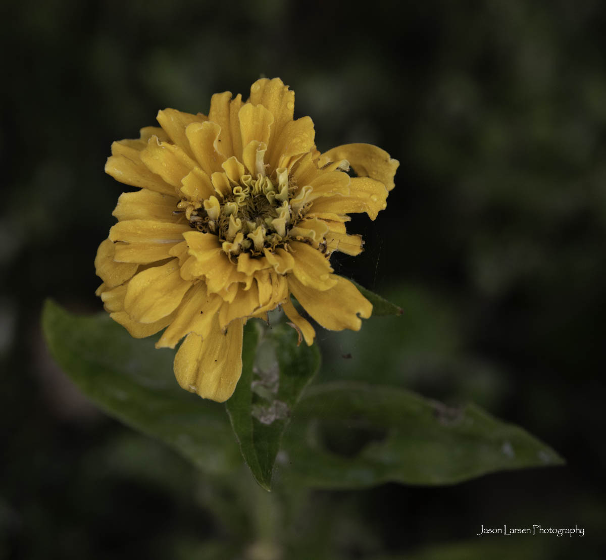 20260914-_DSC1378