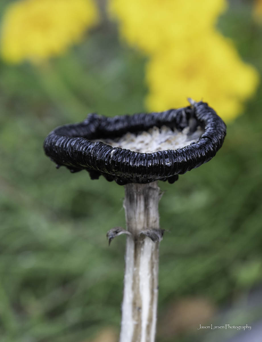 20260914-_DSC1384