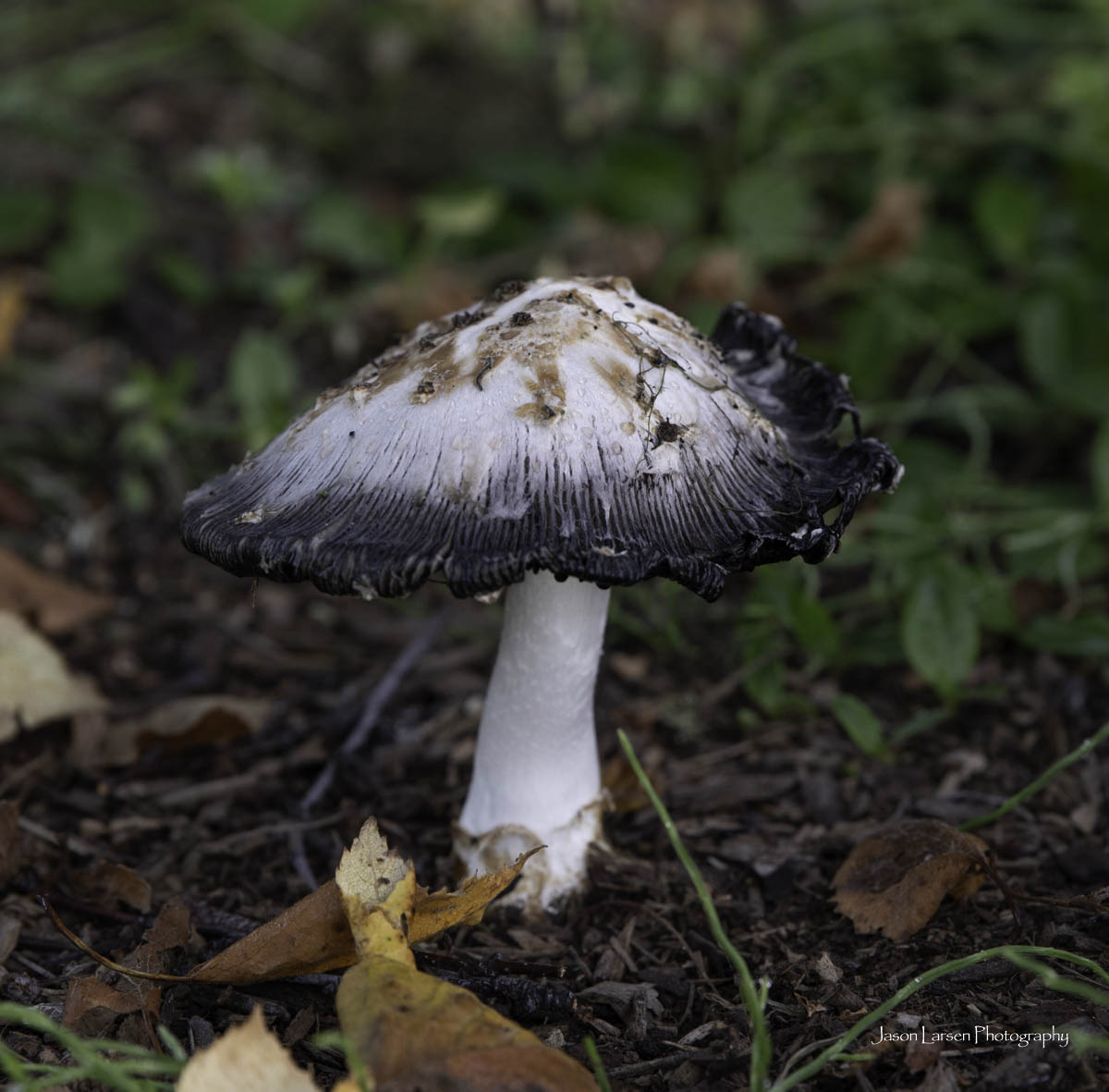 20260914-_DSC1385
