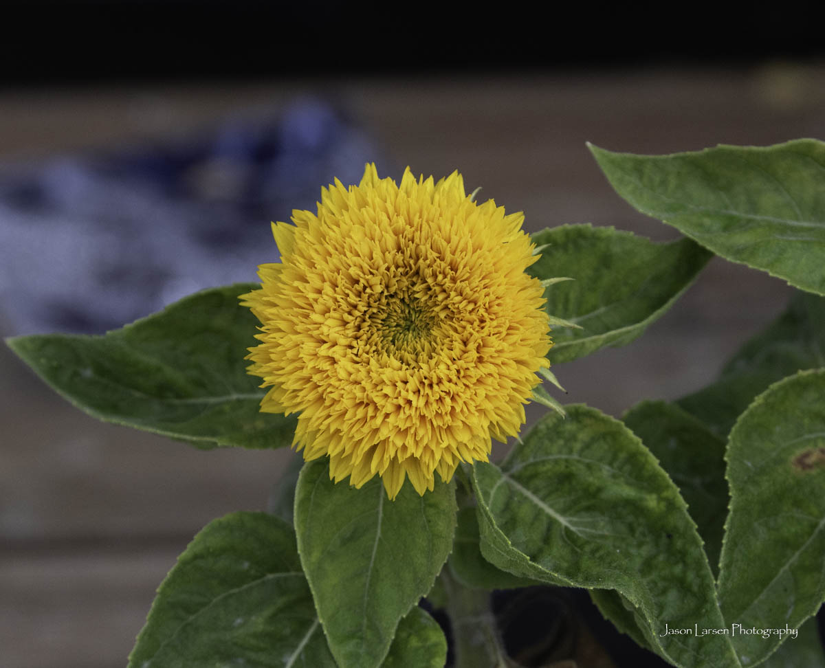 20260914-_DSC1405