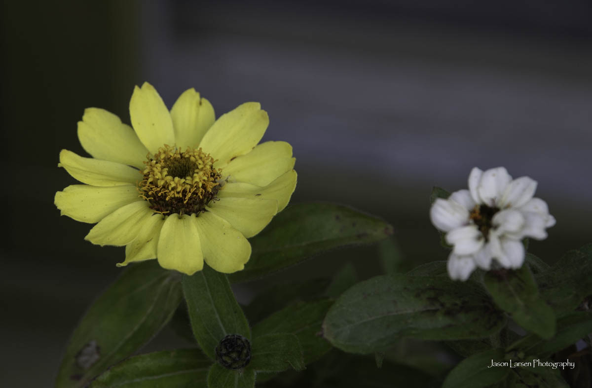 20260914-_DSC1411