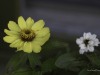 20260914-_DSC1411
