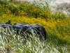20160627DSC_0951