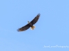 20160530DSC_0704