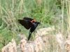 20160530DSC_0776
