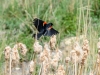 20160530DSC_0795