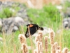 20160530DSC_0840