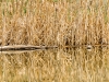 20160530DSC_0865