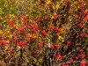 20250929-_DSC5292