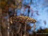 20250929-_DSC5309