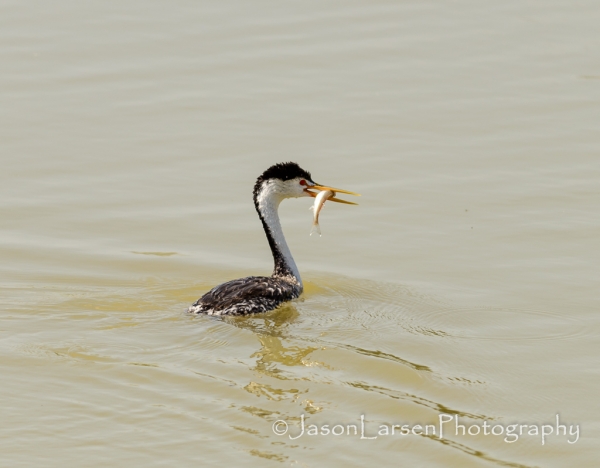 2013dsc_4753