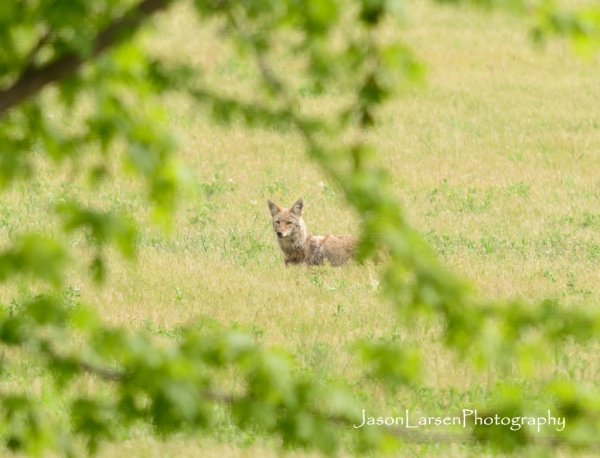 20170514DSC_6479