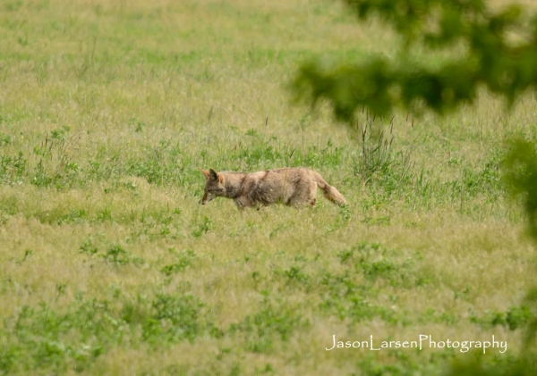 20170514DSC_6485