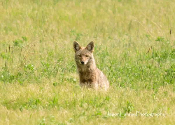 20170514DSC_6493
