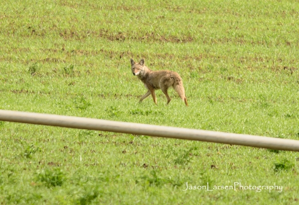 20170514DSC_6504