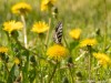 20260620-_DSC7588