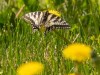 20260620-_DSC7611