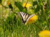 20260620-_DSC7619