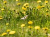 20260620-_DSC7625