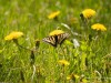 20260620-_DSC7665