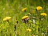 20260620-_DSC7669