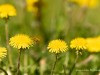 20260620-_DSC8050