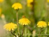 20260620-_DSC8054