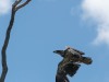 20260627-_DSC8108