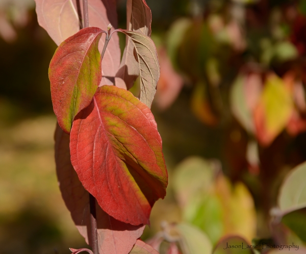 20171022DSC_9196