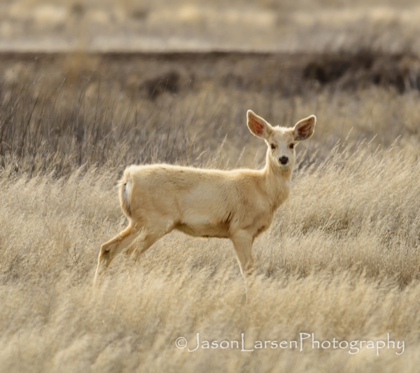 20140302dsc_3310