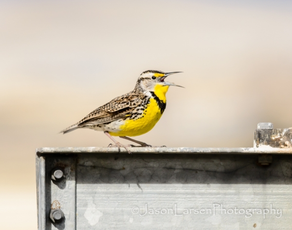 20140302dsc_3341