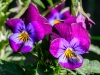 20151017DSC_8463