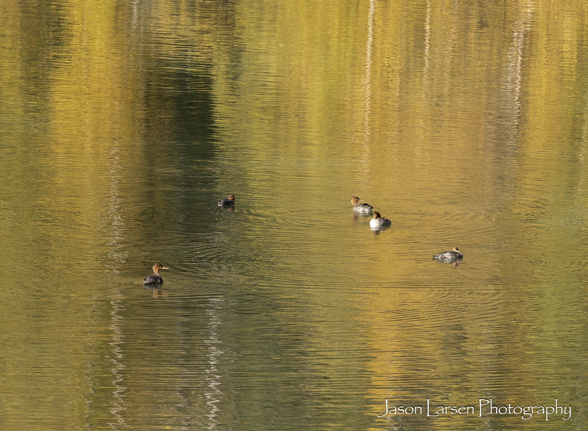 20260929-_DSC1814