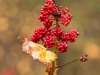 20250922-_DSC5115