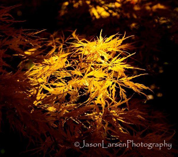 2013dsc_7160