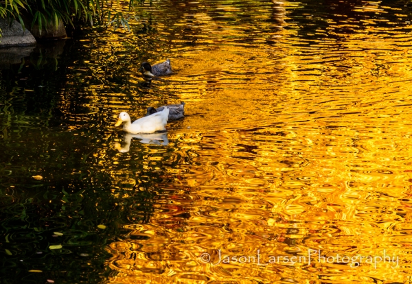 2013dsc_7178