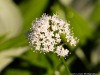20250724-_DSC3038