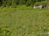 20250724-_DSC3091