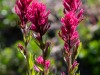 20250724-_DSC3275