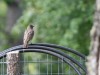 20260628-_DSC8259