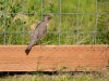 20260628-_DSC8290