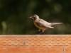 20260628-_DSC8300
