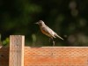 20260628-_DSC8301