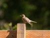 20260628-_DSC8302