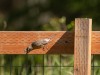 20260628-_DSC8303