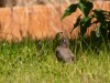 20260628-_DSC8306